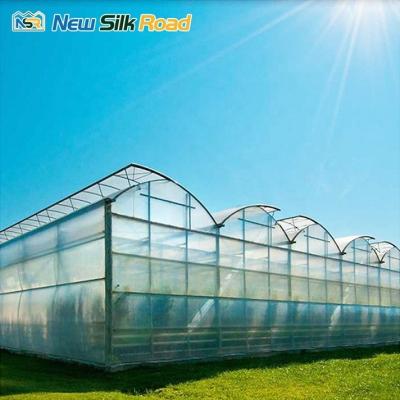 China Affordable Large NSR Greenhouse Economical Gothic Greenhouse with 0.6 kn/m2 Wind Load for sale