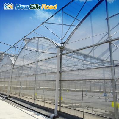 China Large Single PE Film Plastic Steel Frame Agricultural Greenhouse for Hydroponic Planting for sale