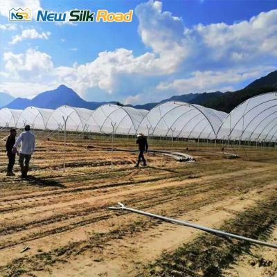 China Vegetables Growing Solution Simple Multi-Span Agricultural Greenhouse for Blueberries for sale