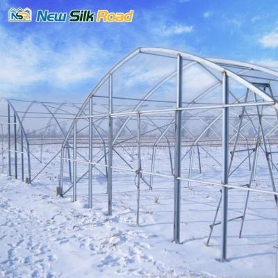 China Tomato Farming Small PE Film Greenhouse with Galvanized Steel Frame and PO Film Cover for sale