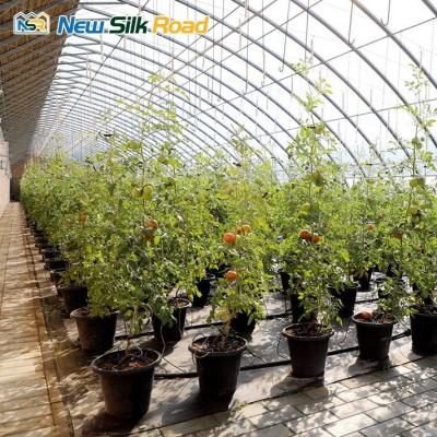 China Low Cost Single Layer Winter Greenhouse with Galvanized Steel Frame Plastic Glass Cover Material Planting Tomatoes Small Size for sale