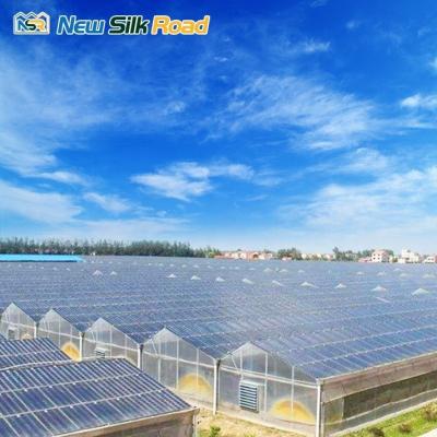 China NSR Greenhouse Affordable Polycarbonate Greenhouses with Ventilation and Solar Power for sale