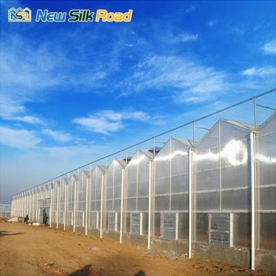 China Large Multi-Span Arch Venlo Type Polycarbonate Greenhouse for Lettuce Steel Aluminum Frame with Galvanized Steel Film Material for sale