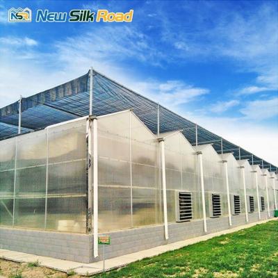 China Tomato Farming Multi-Span Greenhouse with Customized Gutter Height and Roof Vents for sale