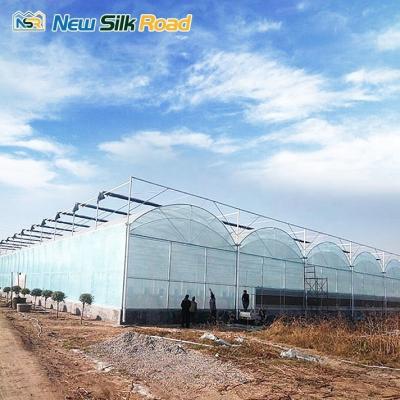 China Large PO/PE Plastic Double Arch Greenhouse Galvanized Steel Frame for Plants and Agriculture for Sale for sale