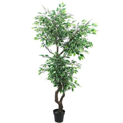 China Art Decor 6ft Tall Artificial Variegated Ficus Tree For Outdoor Decoration for sale