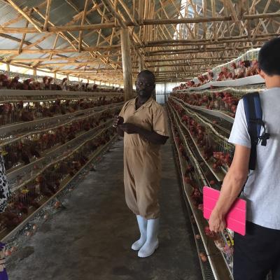 China Wholesale High Quality Automatic Poultry Farm Poultry Chicken Cage 3 Layer Battery Poultry Farms Chicken Cage Automatic Design for sale