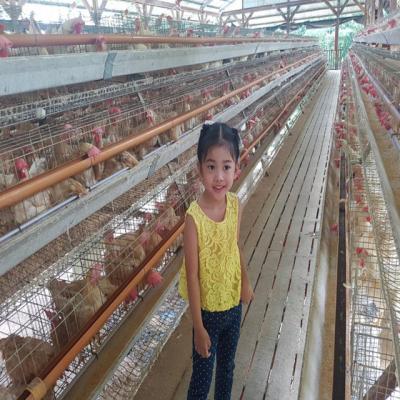 China Easily Install 4 Tier 128 Chicken Capacity Poultry Cage for sale