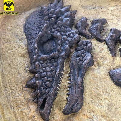 China Amusement park pachycephalosaur fossil science museum displays fiberglass dinosaur for sale dinosaur skeleton exhibit for theme park for sale