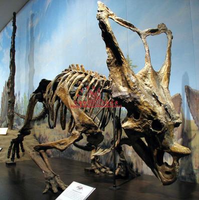 China Amusement Park Dinosaur Skeleton Fossil Model Of Chasmosaurus for sale