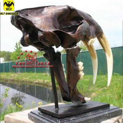 China Museum Indoor Facilities Prehistoric Animal Skull Fossil--Tiger Skull Sabre-toothed for sale