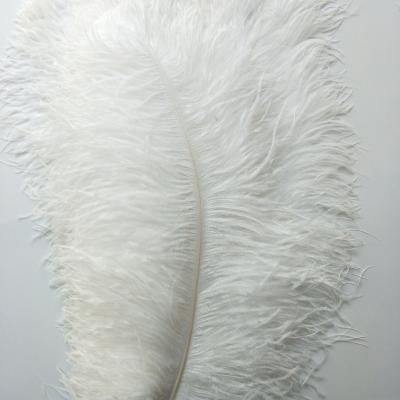 China Decorations wholesale party&wedding dress size 70-75cm dyed colorful carnival ostrich feather white centerpiece for sale