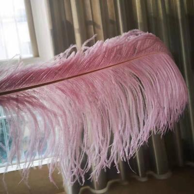 China Decorations Size Wholesale 70-75cm Bulk Dyed White Ostrich Feather For Wedding Dress And Party Decoration for sale