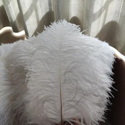 China Wedding Decoration 40-45cm (16-18inch) South African Thick Stem Ostrich Feathers With Good Quality for sale