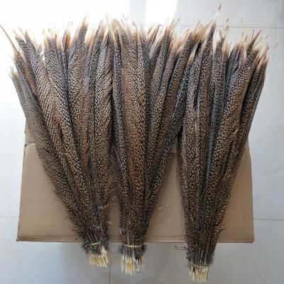 China Carnival 70-80cm Golden Pheasant Natural Tail Feathers For Carnival Festival for sale