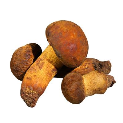 China Fresh boletus edulis wholesale fresh boletus good quality porcini mushrooms for sale