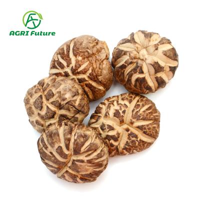 China China Dried Hot Selling Professional Manufacture Dried Flower Shiitake Mushrooms for sale