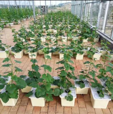 China Fruit Vegetable Flowers Greenhouse Hydroponic Structure For Vertical System Hydroponics Hydroponics System On Hot Sale for sale