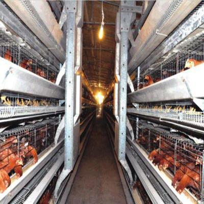 China Save Space Chicken Farm Equipment Poultry Farm Design Chicken House Poultry Equipment Chicken for sale