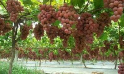 China Filme de psiquiatra biodegradável metalizado reflexivo das uvas das maçãs do filme do PE à venda