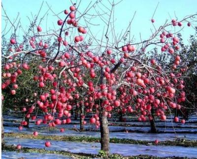 Chine Serre chaude de pommier film d'agriculture de 12 microns biodégradable à vendre