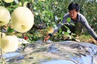 China 12 Mikrometer metallisierter PET Film für Obstbaum-Gewächshaus zu verkaufen