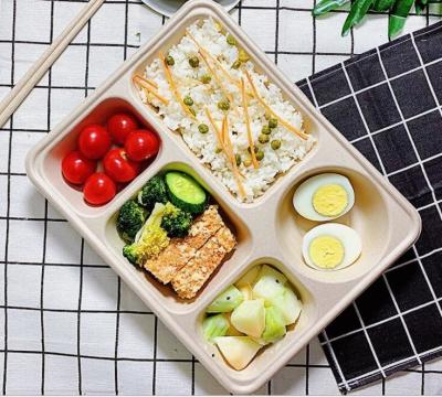 China 5 Grid Disposable Lunch Box With Lid, Wheat Straw Biodegradable Lunch Box for sale