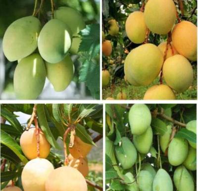 China Vietnam-Obstbau-Schutz, der die Mango-Papiertüte wasserdicht einwickelt zu verkaufen