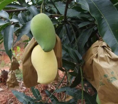 China Wasserdichte Mango-Bedeckung sackt Frucht-Schutz-Tasche für Sri Lanka-Marketing ein zu verkaufen