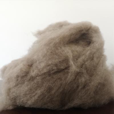 China Automatic Upholstery Good Quality Raccoon Hair Plucked Raccoon Hair 16.0mic/36mm, for sale