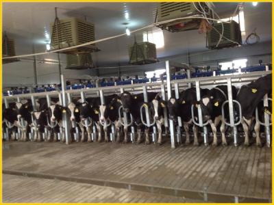 China Quick Quick Cow Exit Dairy Farm Exit Canopy System For Cow Or Goat for sale