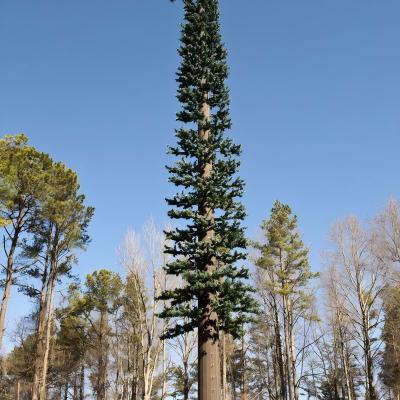 China Monopolio de comunicación Torre de células de árboles de pino ASTM A36 A572 Gr50 Torre de células disfrazada de árbol en venta