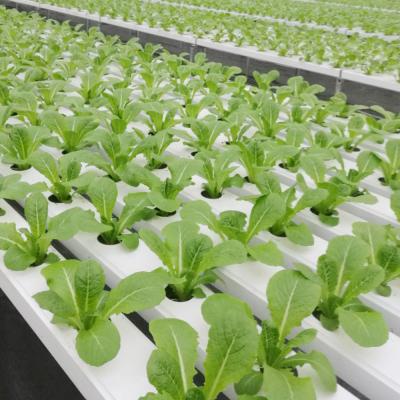 China Grows 100*50mm NFT Gutter PVC Hydroponic Channel Grow System For Lettuce Strawberry for sale