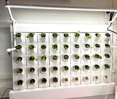 China Farms Wall Type Planting Systems For Hydroponics for sale