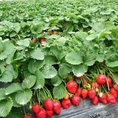 China Long lifespan and beautiful exterior commercial tomatoes and strawberries tunnel plastic greenhouse for sale for sale