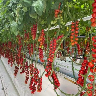 China Pipeline For Agriculture Use Hydroponic Tomato Greenhouse for sale