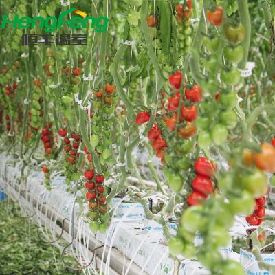 China Long Lifespan And Beautiful Multi Span Glass Outdoor Agriculture Hydroponic Greenhouse For Tomato for sale