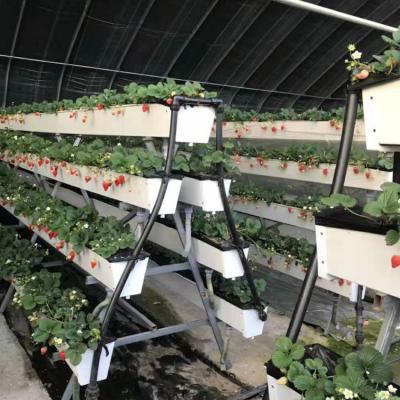 China Life Long Use Coconut Mud Soilless Cultivation With - A Frame Strawberry Greenhouse for sale