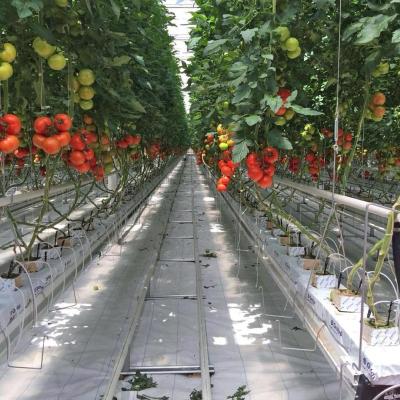 China Pipeline For Agricultural_greenhouses Multi Span Use Glass Greenhouse For Sale for sale