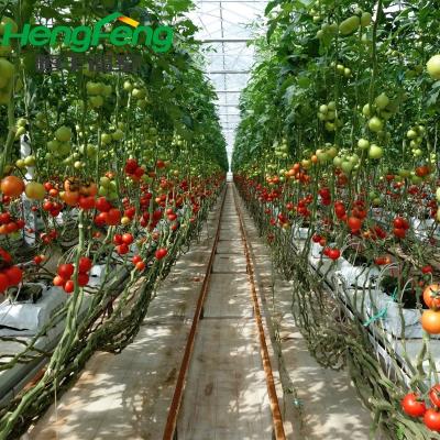 China Long lifespan and beautiful outside growing tomato greenhouse for sale