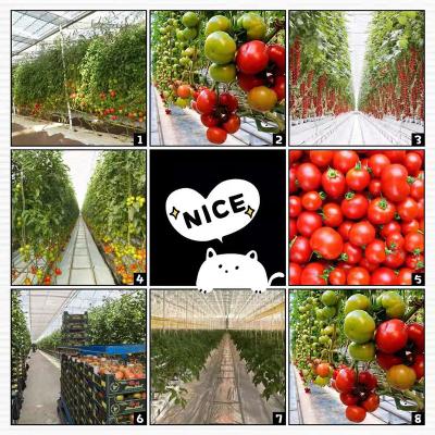 China Main PC Sheet Multi Span Agricultural Greenhouses For Planting Tomato, Cucumber Etc Vegetables. for sale