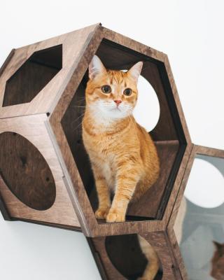 China Hexagon Modern Huisdierenmeubilair Cat Wall Shelf die 50lb Cat Cave Bed Cat Climbing-Kader dragen Te koop