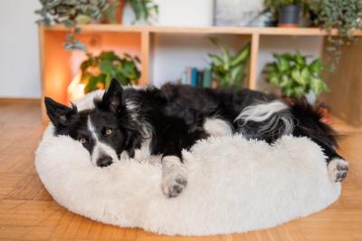 Chine Coton 100% apaisant de lit de chien d'anti beignet confortable d'inquiétude de peluche fait main à vendre