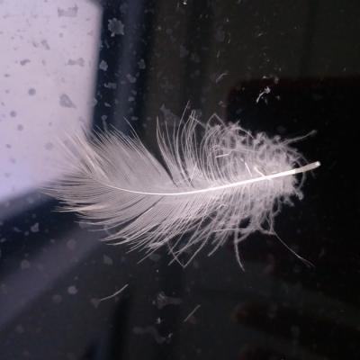 China Home Textile 2-4cm White Washed Duck Feather for sale