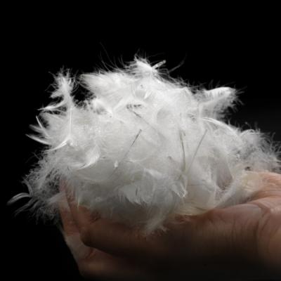 China Duck Feather white washed and cleaned 2-4 cm for sale for sale