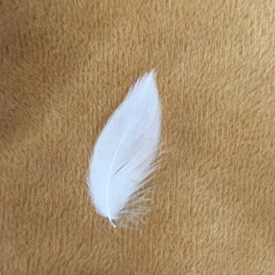 China Duck Feather Material washed and cleaned and model washed washed Duck Down Feather white for sale