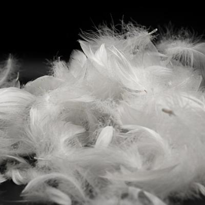 China White Washed Goose or Duck Feathers For Sale per 2-4cm of filling material for sale