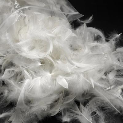 China Hot Selling High Cleanliness Washed White Filling Material Goose Down Feather Duck Down Feather for sale