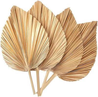 Cina Logo Vitalucks Eco-friendly Compostabile a mano 4 pcs Grande oro naturale Foglie di palma secche in vendita