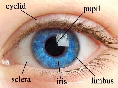 China Kamera-Augen-Entdeckungs-biometrischer Iris-Scanner USBs IR, 15-20cm Iris-Gefangennahmenstrecke zu verkaufen